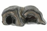 Fossil Woolly Rhino (Coelodonta) Tooth - Siberia #210653-2